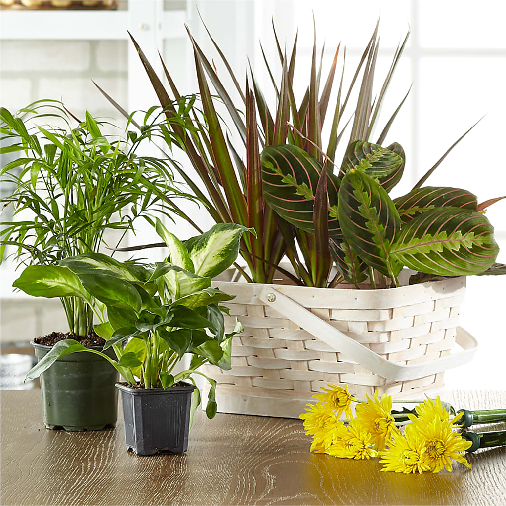 Florist Designed Blooming and Green Plants in a Basket – THE FLOWER PATCH & GIFT SHOPPE, Lehighton PA