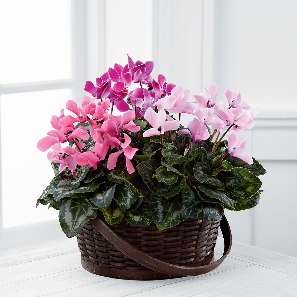 Mixed Cyclamen Planter – THE FLOWER PATCH & GIFT SHOPPE, Lehighton PA