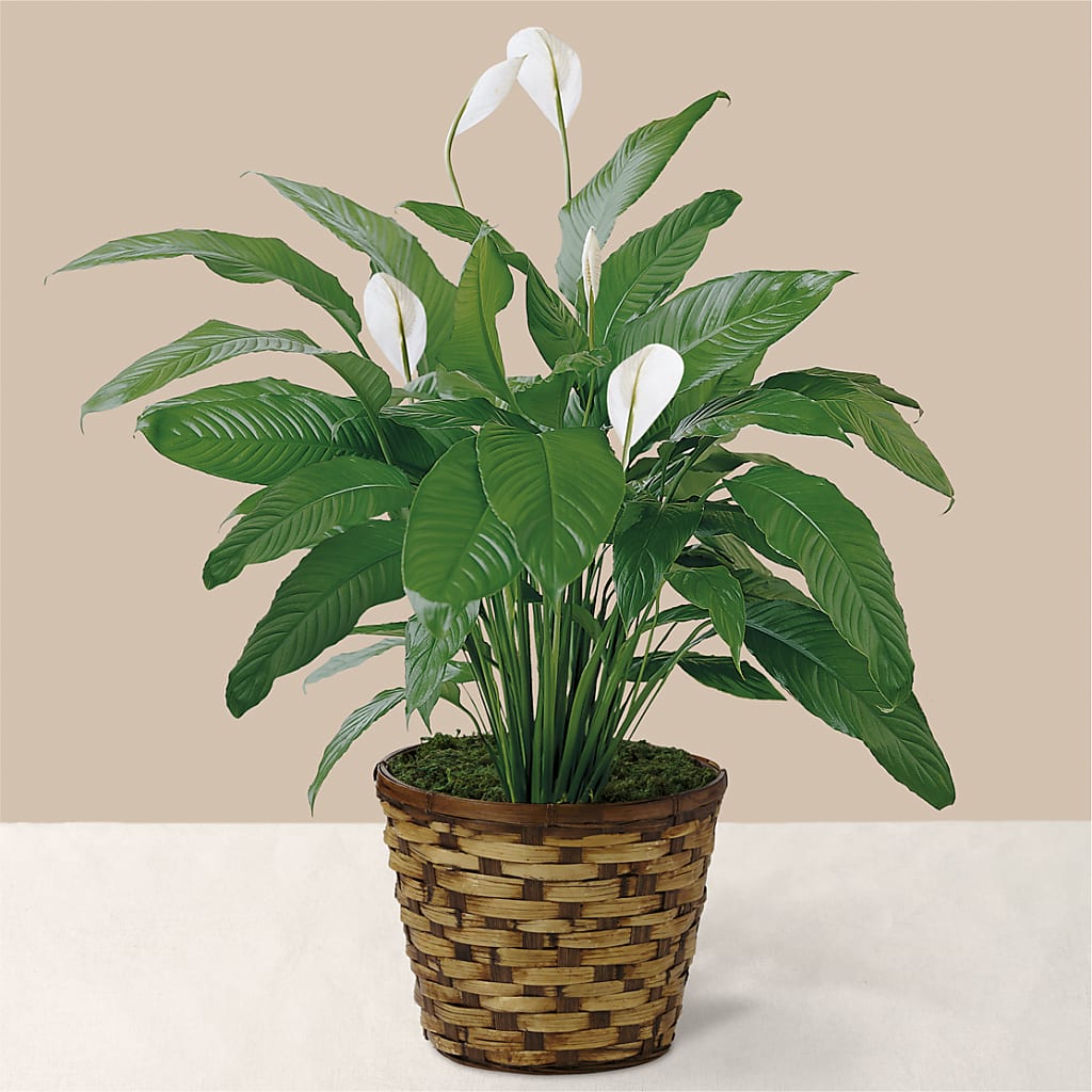peace lily patch Tranquil Moments Peace Lily Plant