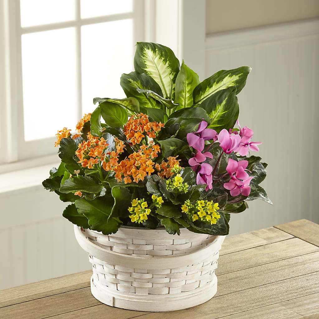 Color Crush Dishgarden – THE FLOWER PATCH & GIFT SHOPPE, Lehighton PA