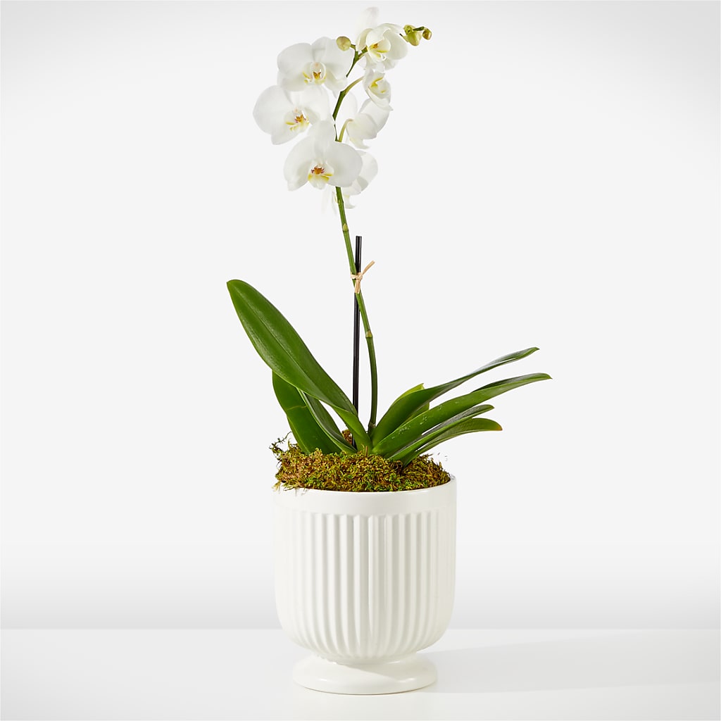 Whispering White Orchid – THE FLOWER PATCH & GIFT SHOPPE, Lehighton PA