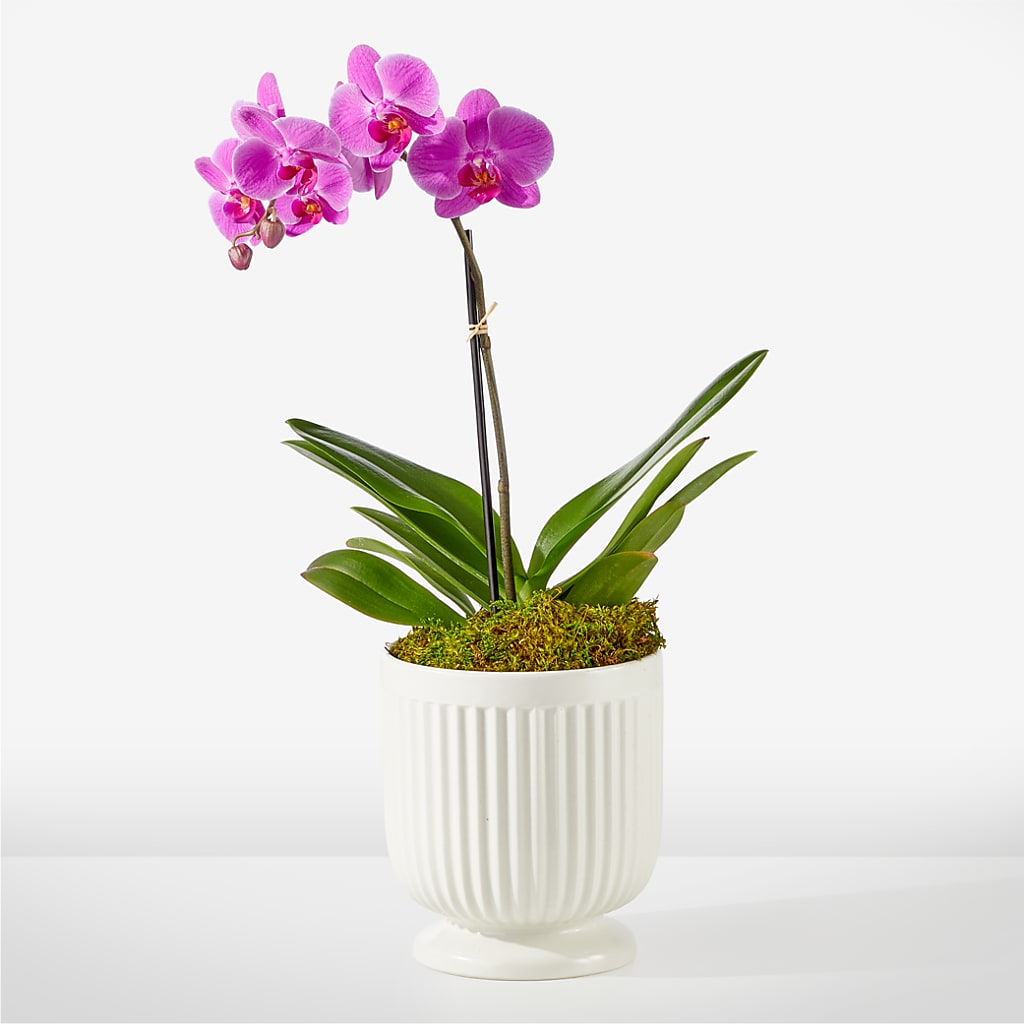 Friendly Fuchsia Orchid – THE FLOWER PATCH & GIFT SHOPPE, Lehighton PA