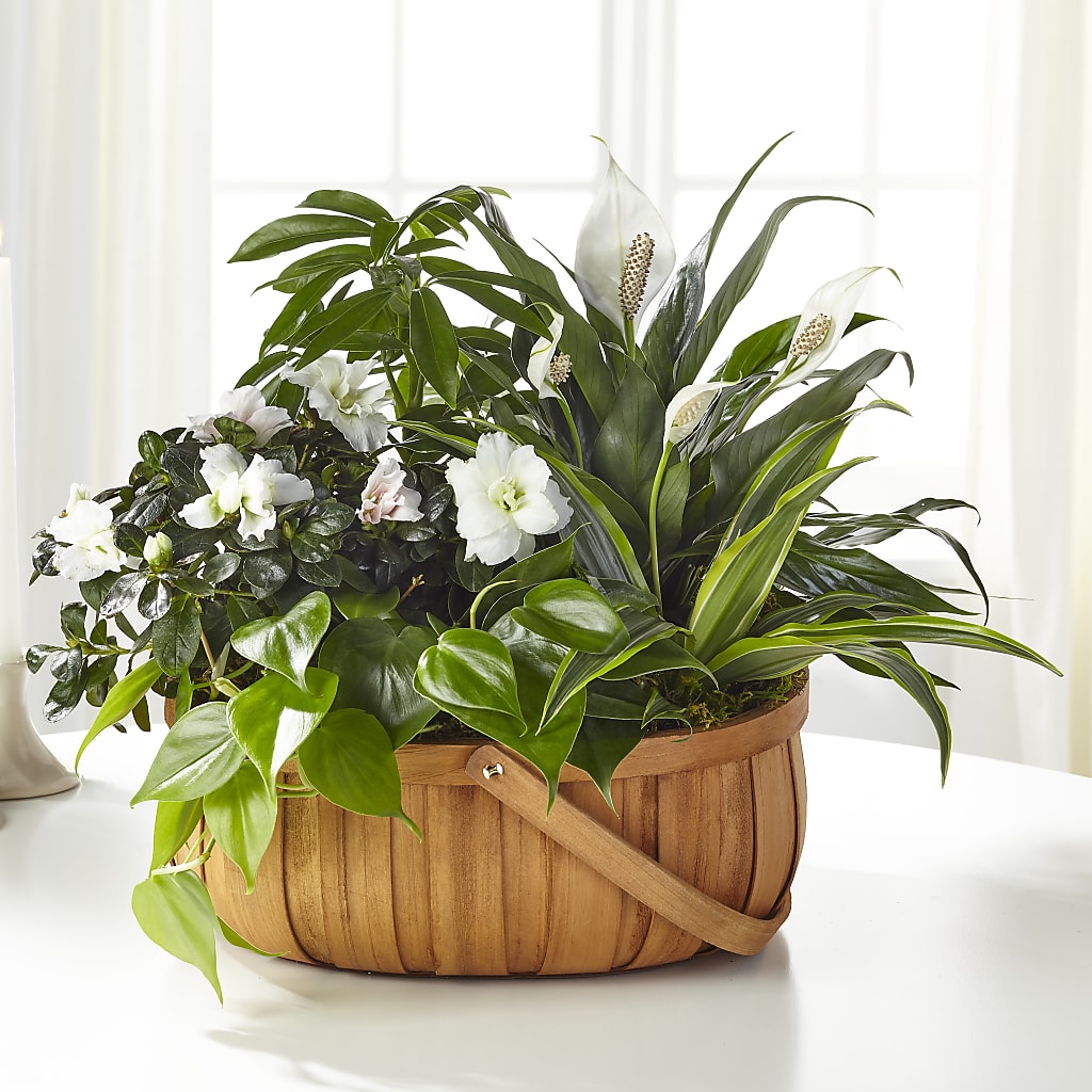 Serene Dishgarden – THE FLOWER PATCH & GIFT SHOPPE, Lehighton PA