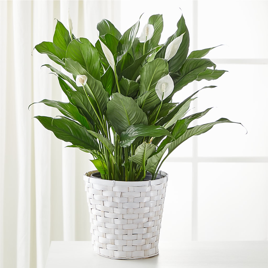 patch peace lily A New Leaf Peace Lily