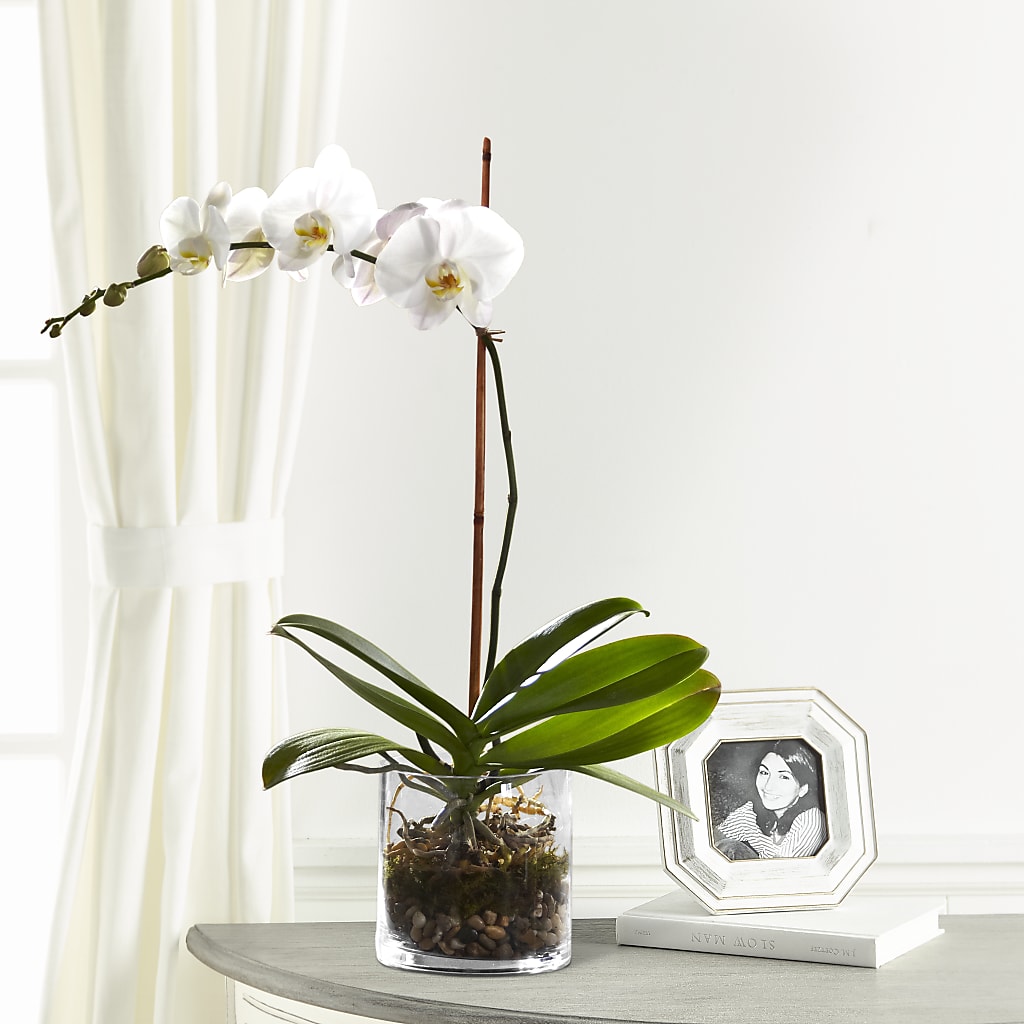 White Orchid Planter – THE FLOWER PATCH & GIFT SHOPPE, Lehighton PA