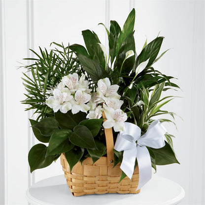 Peace & Serenity Dishgarden – THE FLOWER PATCH & GIFT SHOPPE, Lehighton PA