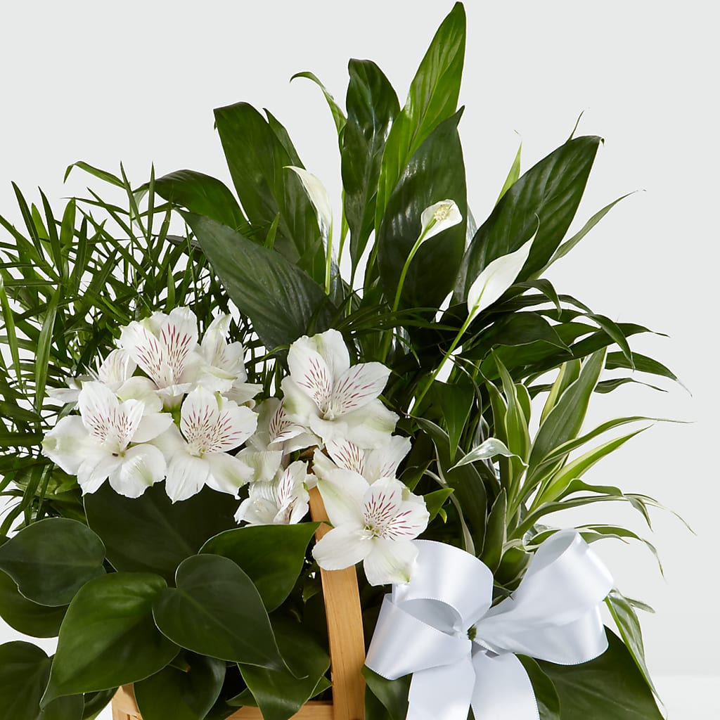 Peace & Serenity Dishgarden – THE FLOWER PATCH & GIFT SHOPPE, Lehighton PA