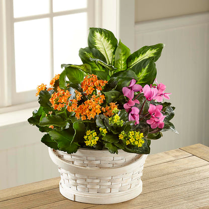 Color Crush Dishgarden – THE FLOWER PATCH & GIFT SHOPPE, Lehighton PA