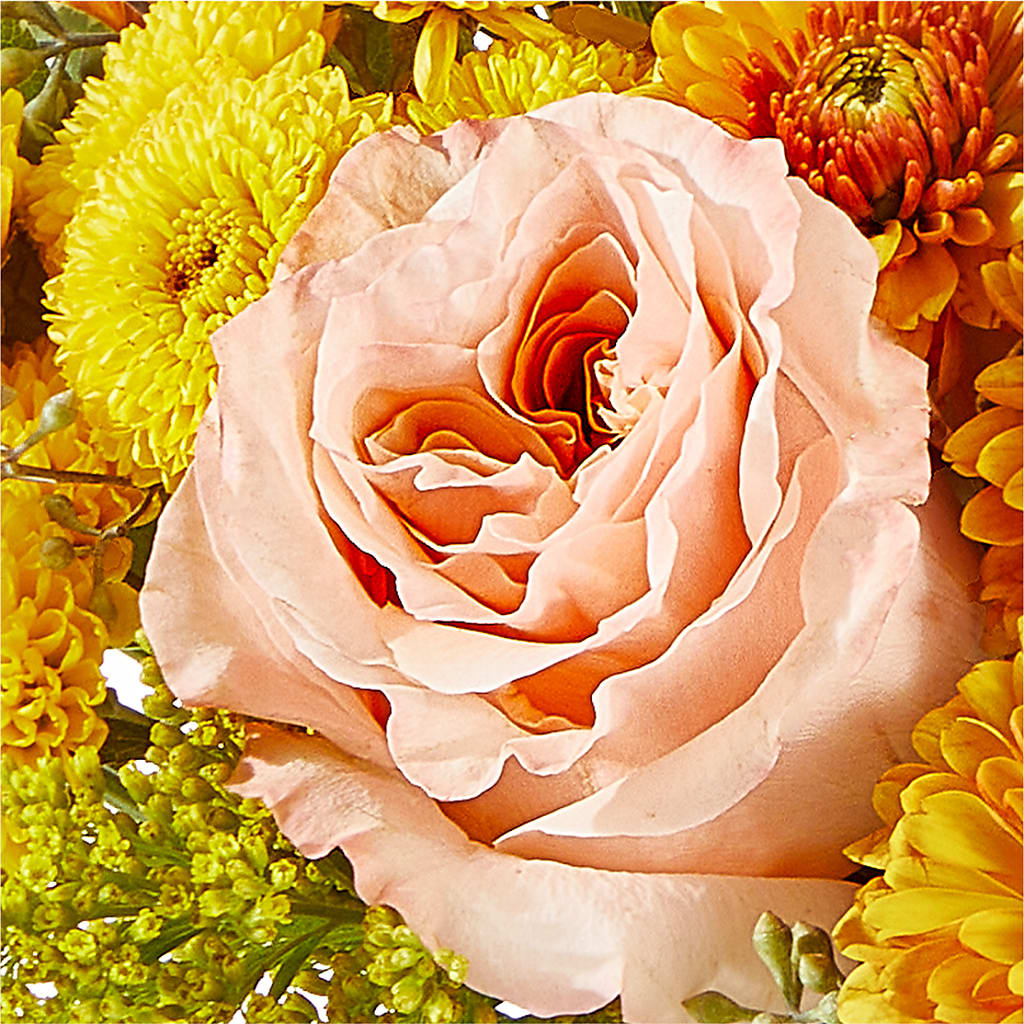 Peachy Pumpkin – THE FLOWER PATCH & GIFT SHOPPE, Lehighton PA