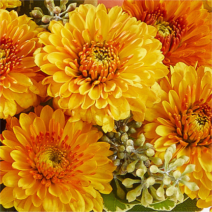 Peachy Pumpkin – THE FLOWER PATCH & GIFT SHOPPE, Lehighton PA