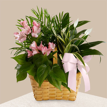 Living Spirit Dishgarden – THE FLOWER PATCH & GIFT SHOPPE, Lehighton PA