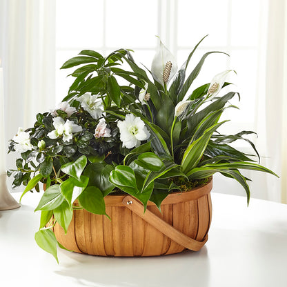 Serene Dishgarden – THE FLOWER PATCH & GIFT SHOPPE, Lehighton PA