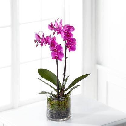 Pink Orchid Plant – THE FLOWER PATCH & GIFT SHOPPE, Lehighton PA