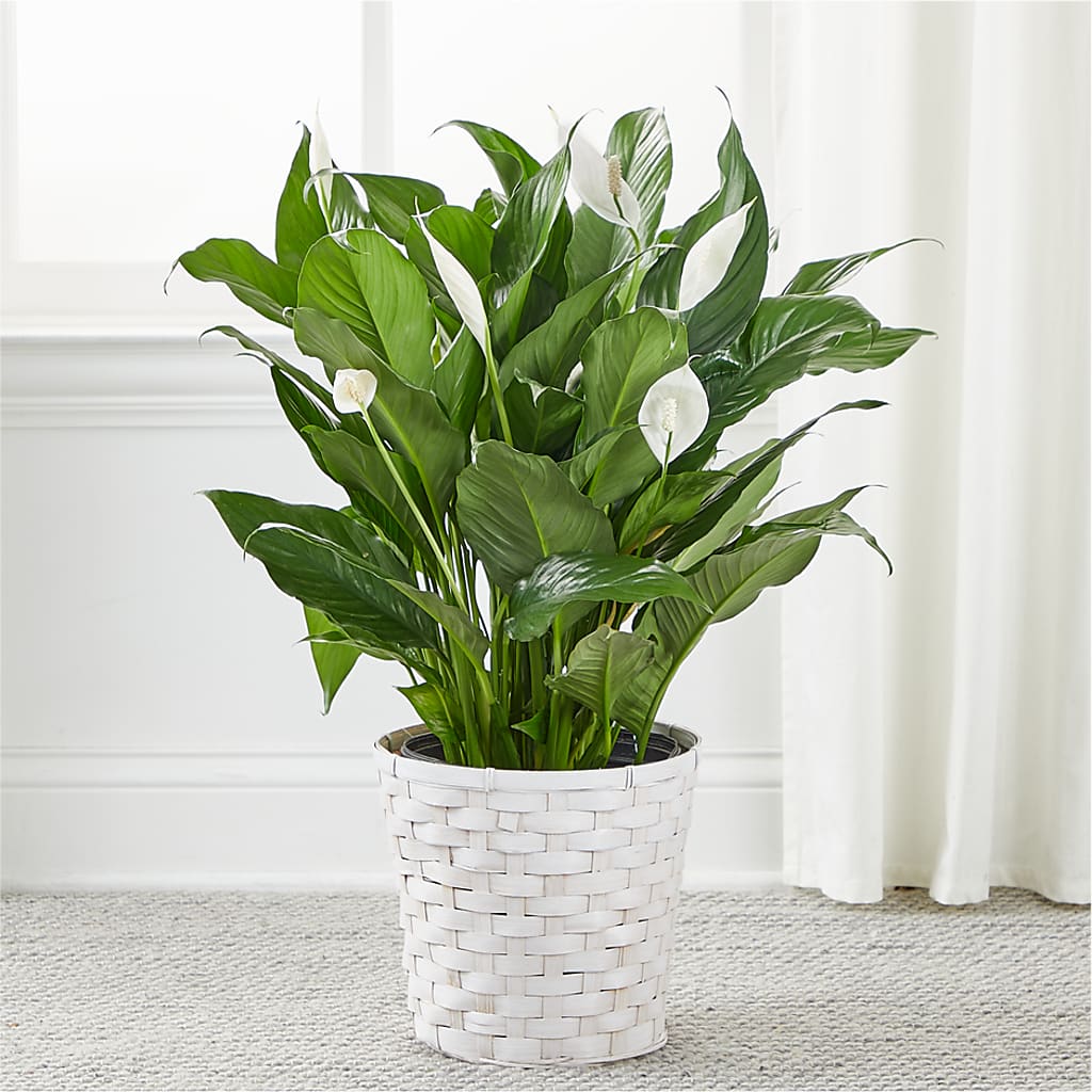A New Leaf Peace Lily – THE FLOWER PATCH & GIFT SHOPPE, Lehighton PA
