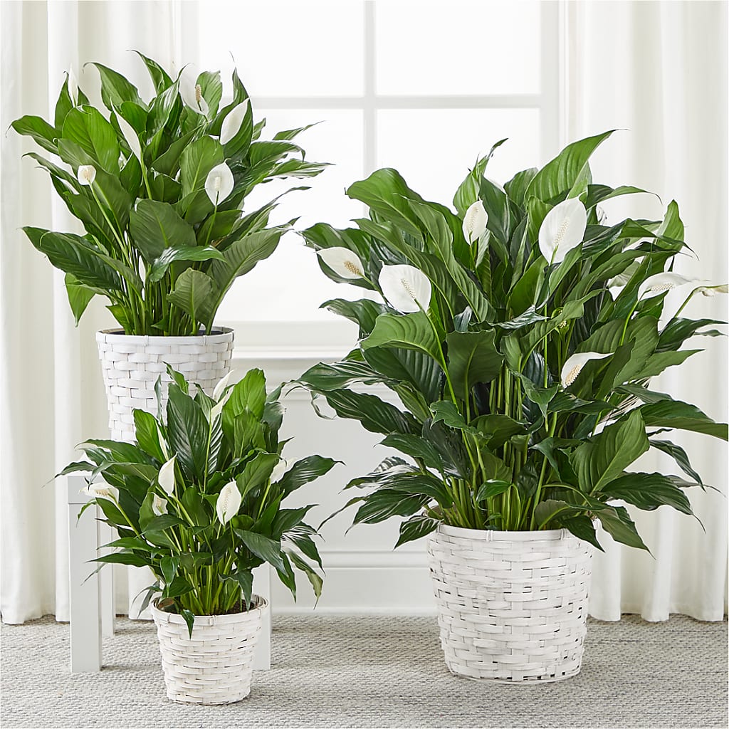 A New Leaf Peace Lily – THE FLOWER PATCH & GIFT SHOPPE, Lehighton PA