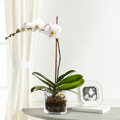 White Orchid Planter – THE FLOWER PATCH & GIFT SHOPPE, Lehighton PA